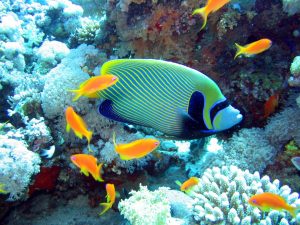 Tour isla catalina