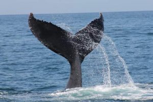 tour avistamiento de ballenas en samaná