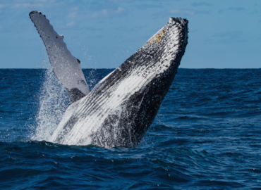 avistamiento de ballenas