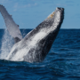 avistamiento de ballenas