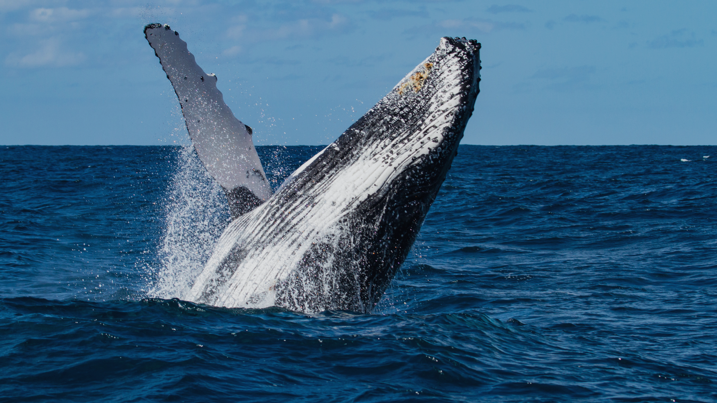 Whale watching in Samaná: an unforgettable natural spectacle